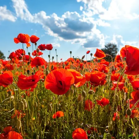 Dammerstorf * Dettmannsdorf