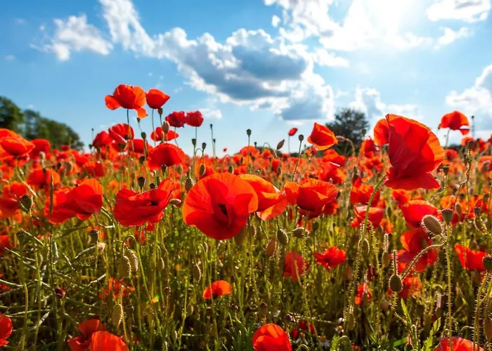 Dammerstorf * Dettmannsdorf